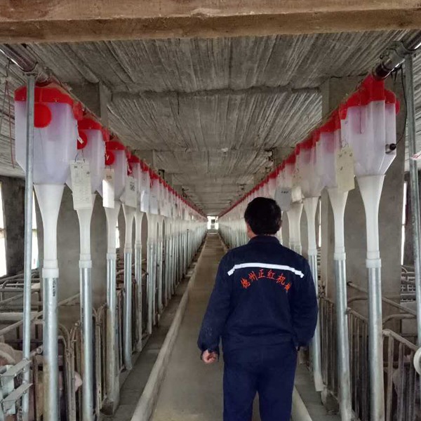 豬舍自動(dòng)的飼喂料線(xiàn)